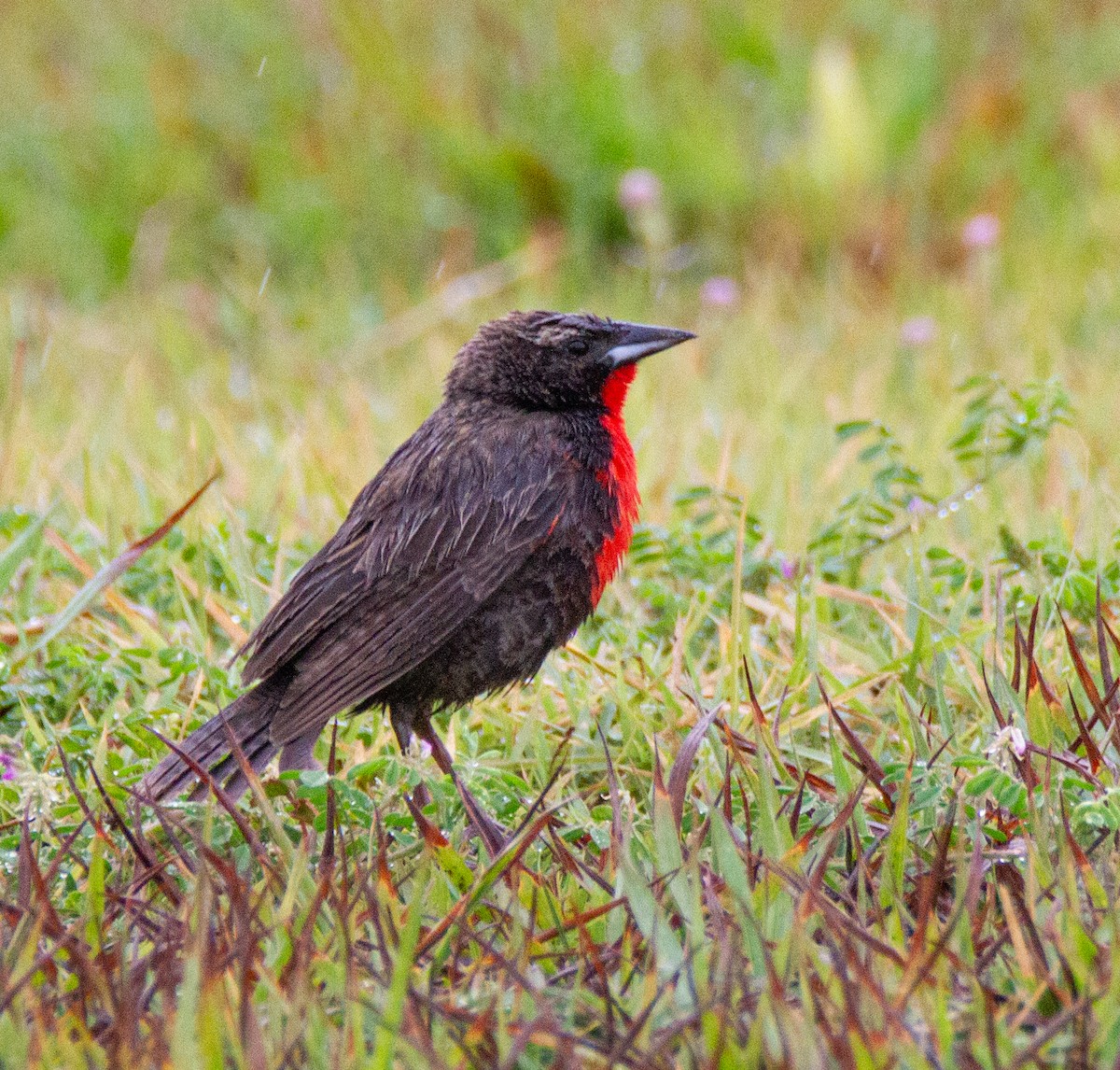 White-browed Meadowlark - ML300706281