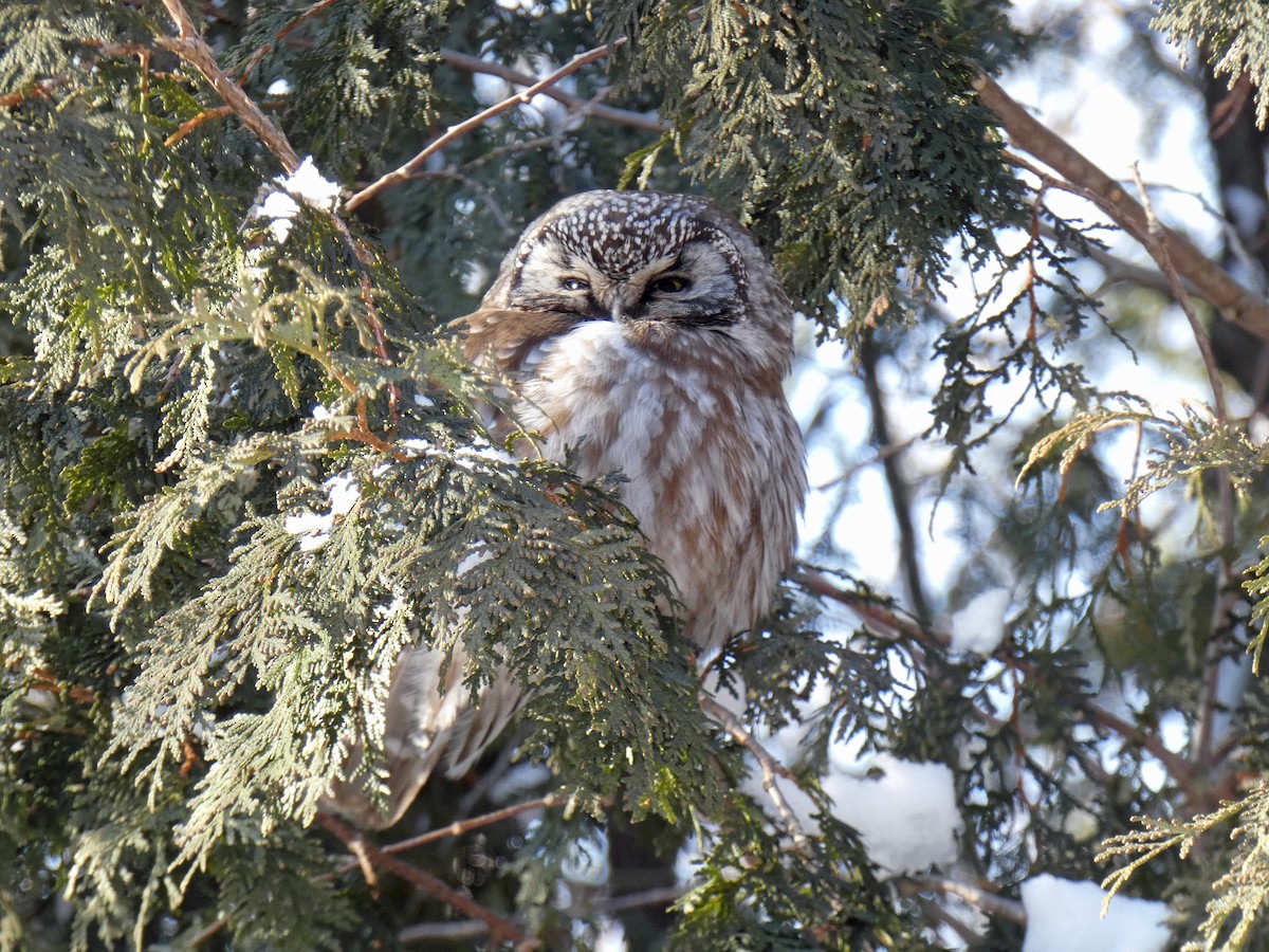 Boreal Owl - ML300706321