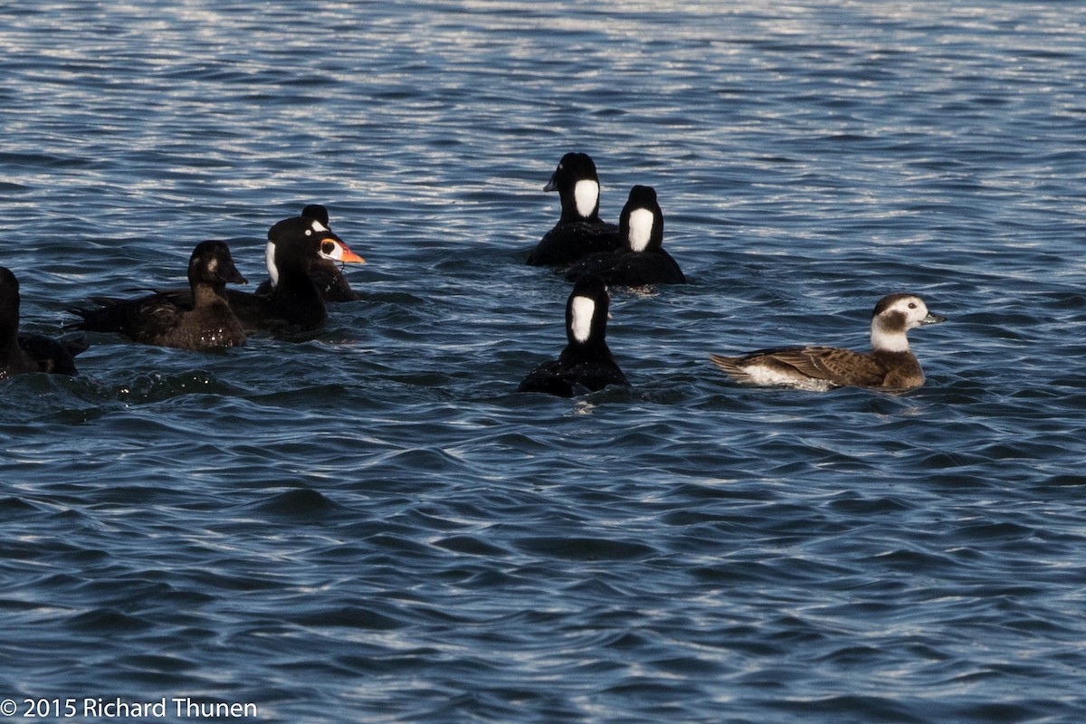 Long-tailed Duck - ML300707121