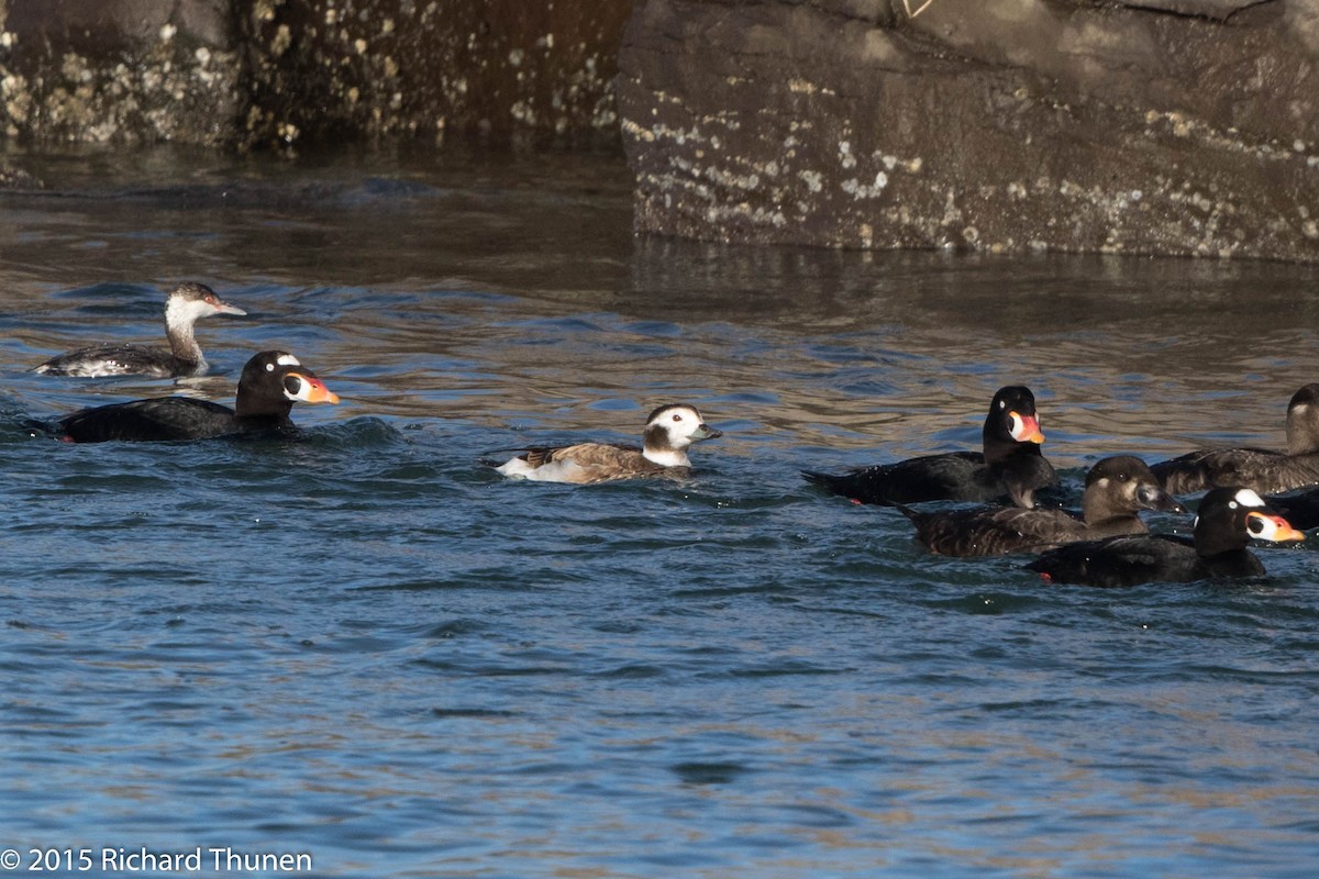 Long-tailed Duck - ML300707131