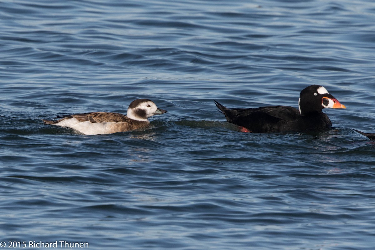 Long-tailed Duck - ML300707151