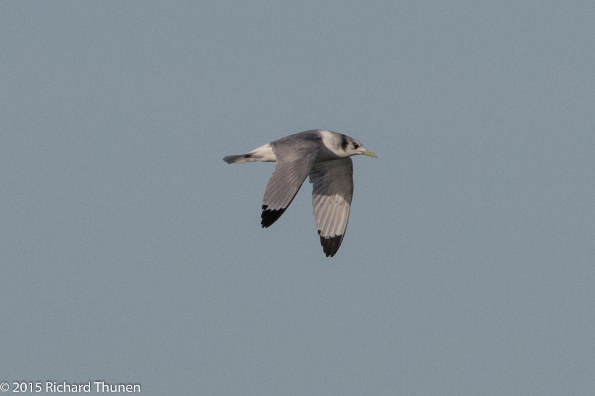 Gaviota Tridáctila - ML300708981