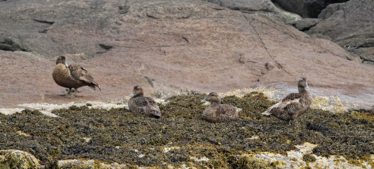 Common Eider (Dresser's) - ML30070911