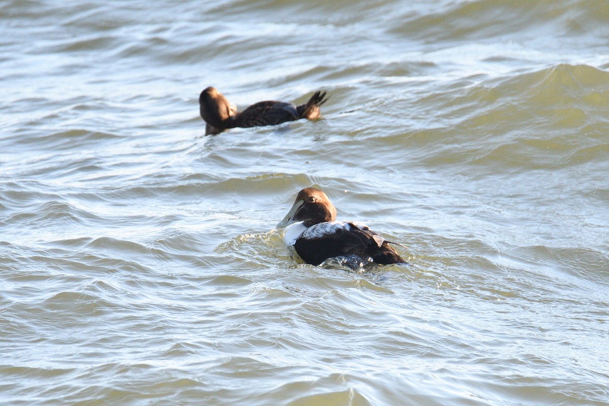 Common Eider - ML300710221