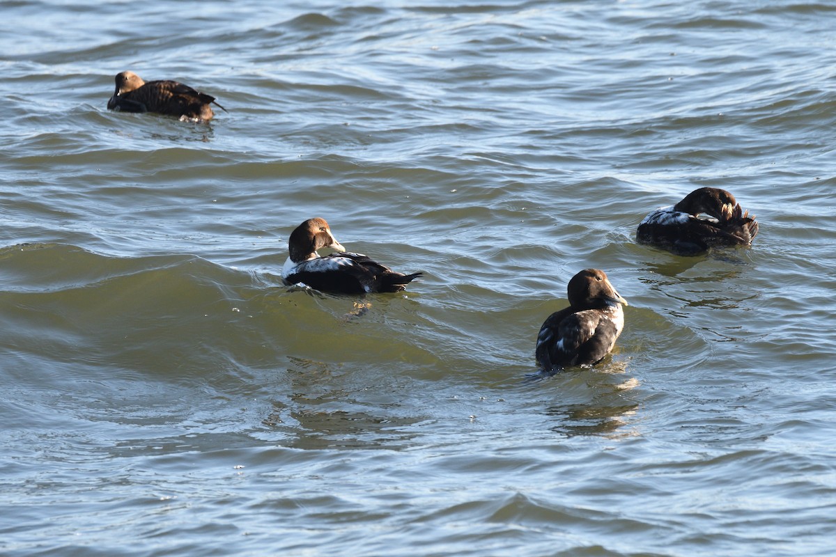 Common Eider - ML300710311