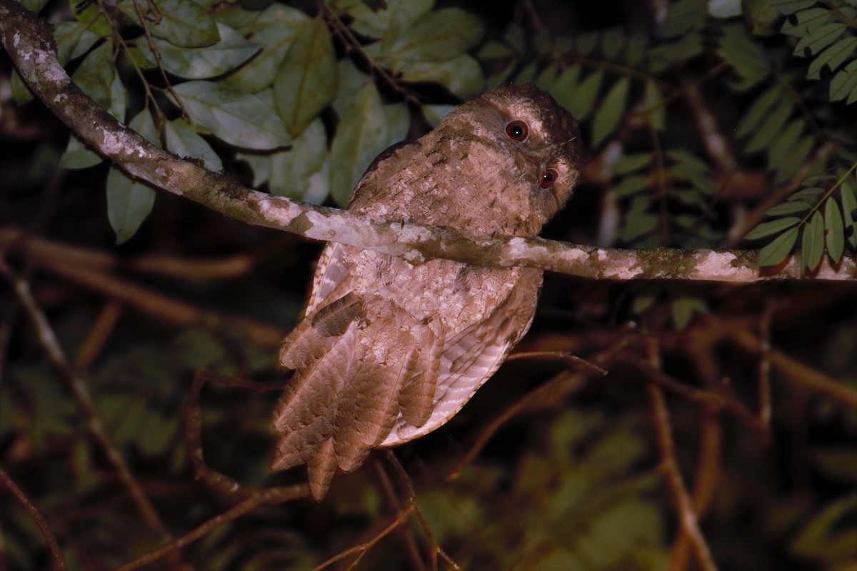 Marbled Frogmouth - Greg Roberts