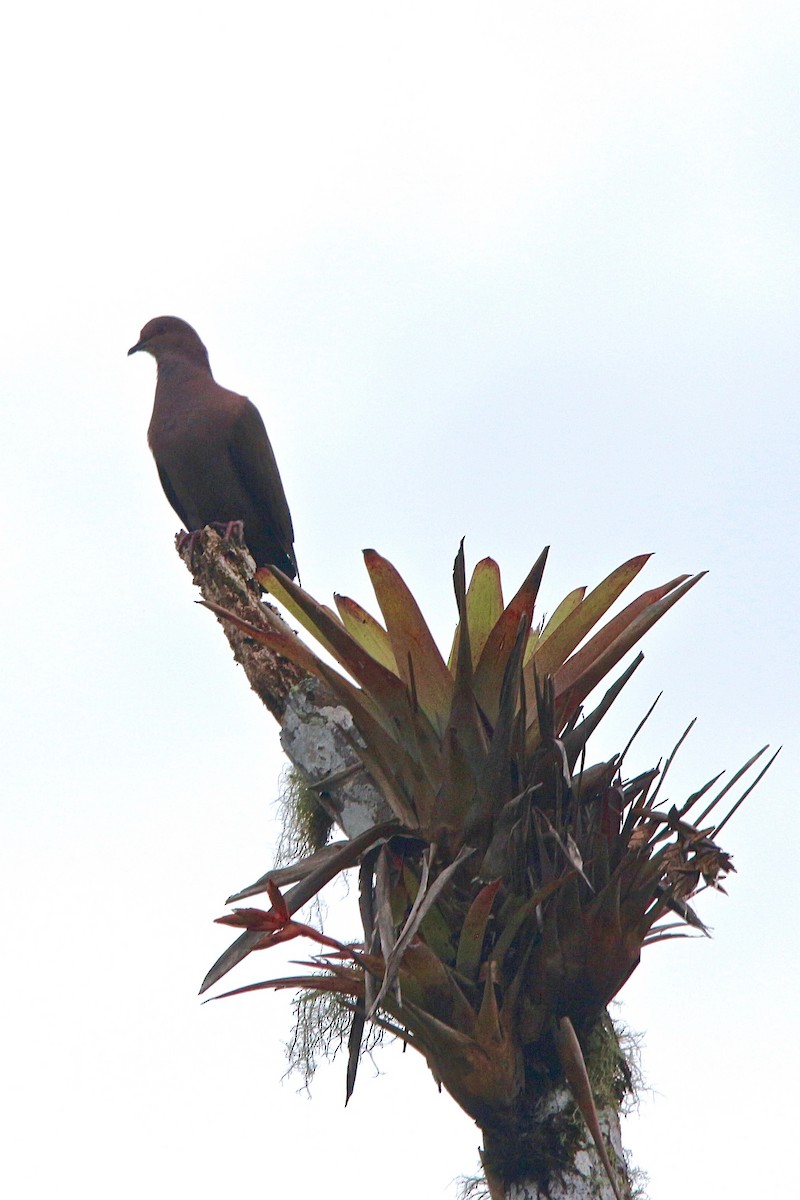 Ruddy Pigeon - Gabriel Willow