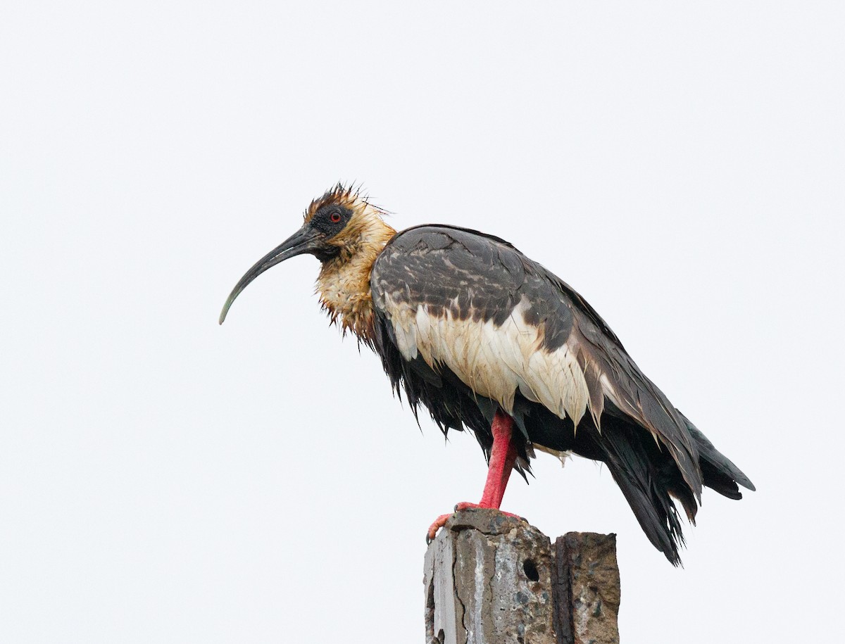 Buff-necked Ibis - ML300710891