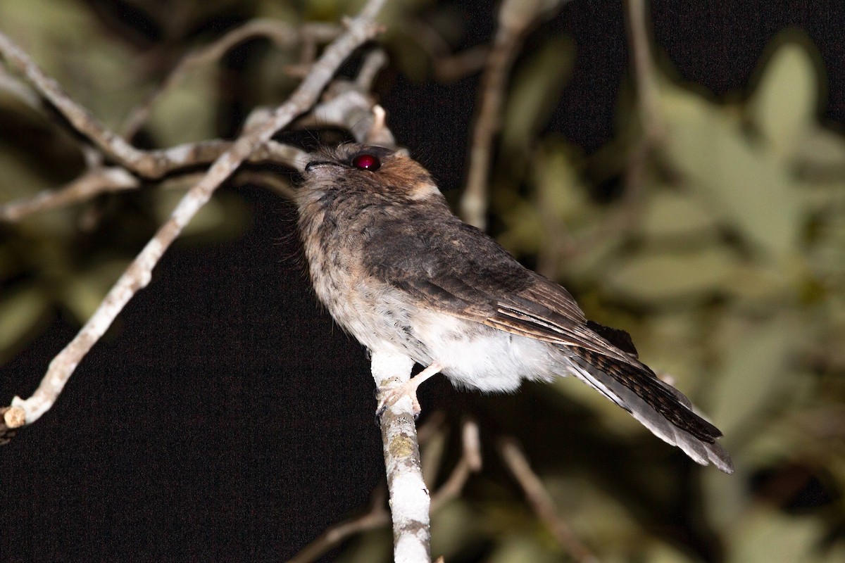 Australian Owlet-nightjar - Thomas McPherson