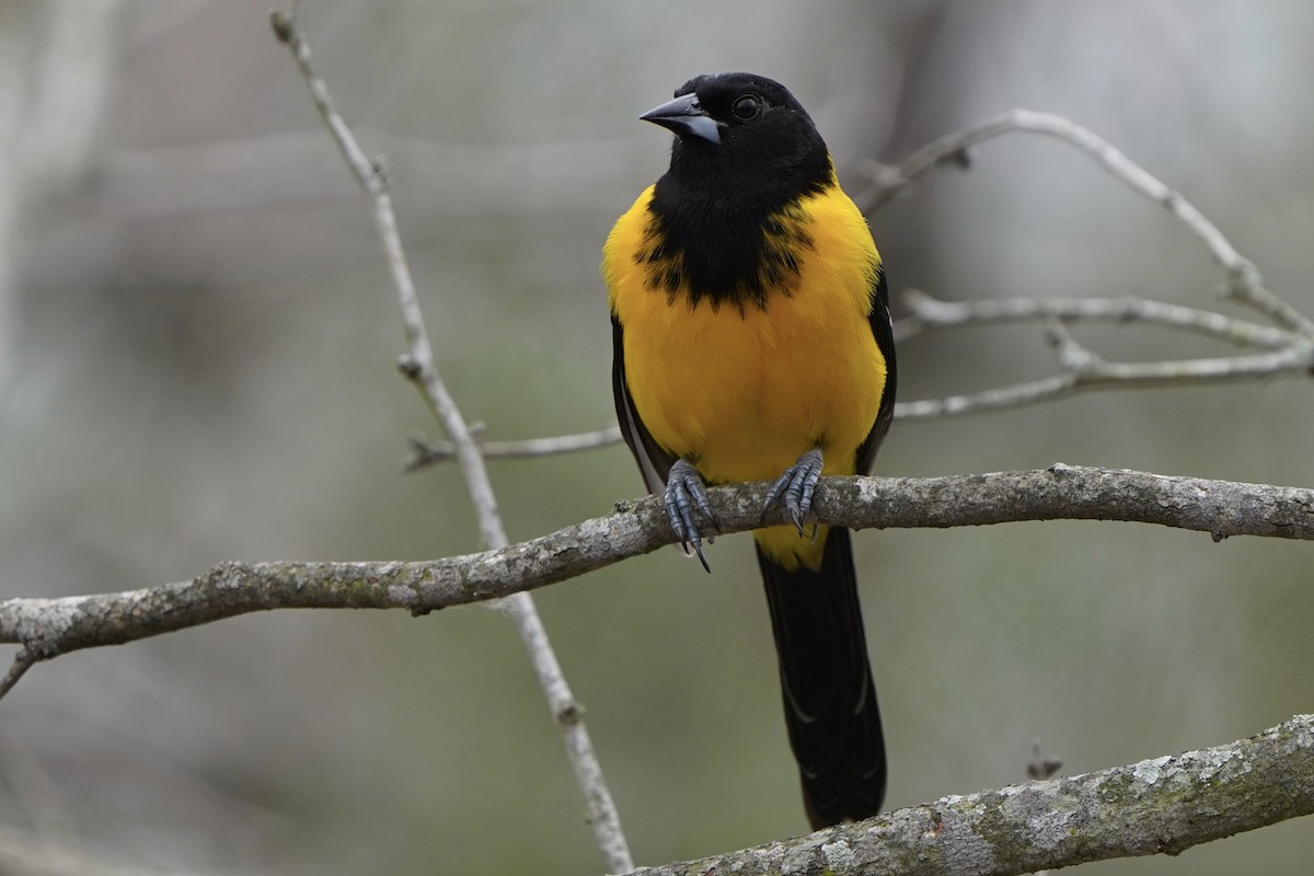 Audubon's Oriole - ML300713161