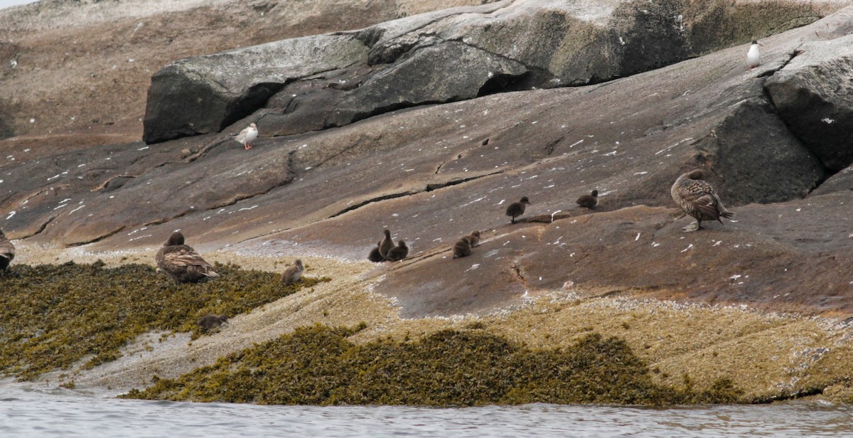 Common Eider (Dresser's) - ML30071371