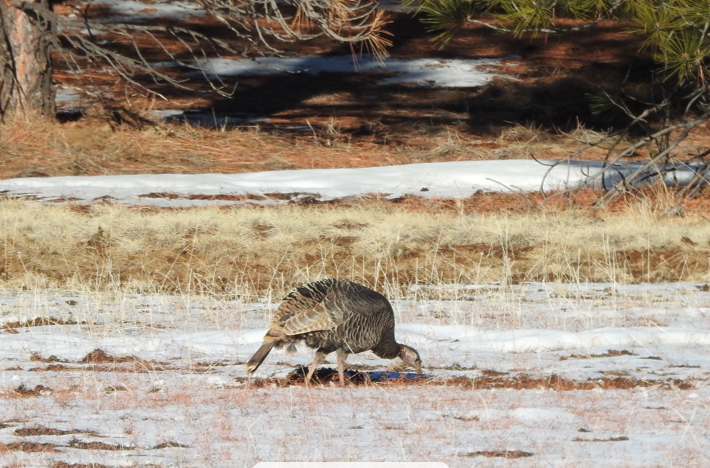 Wild Turkey - ML300714181