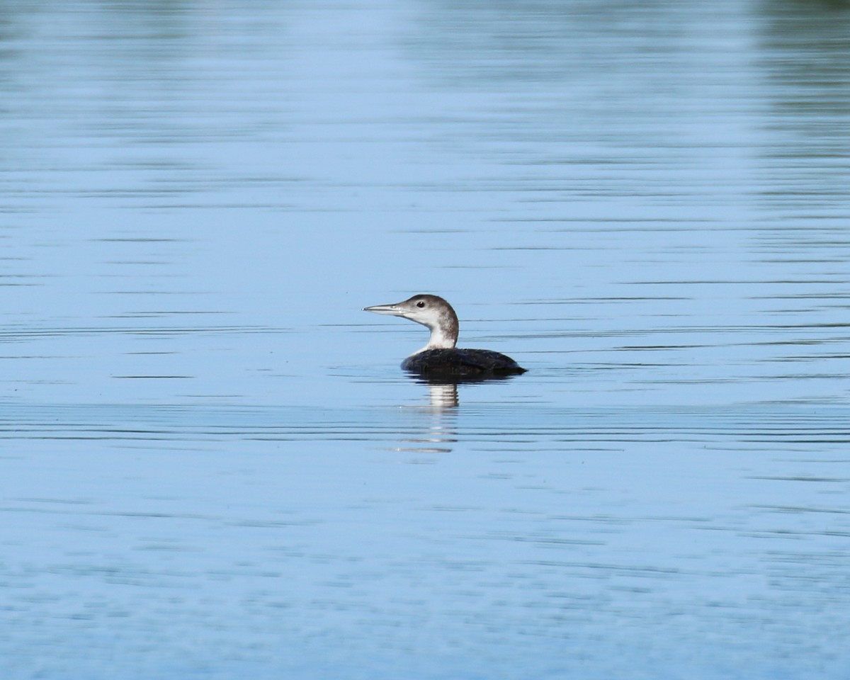 Common Loon - ML30071481