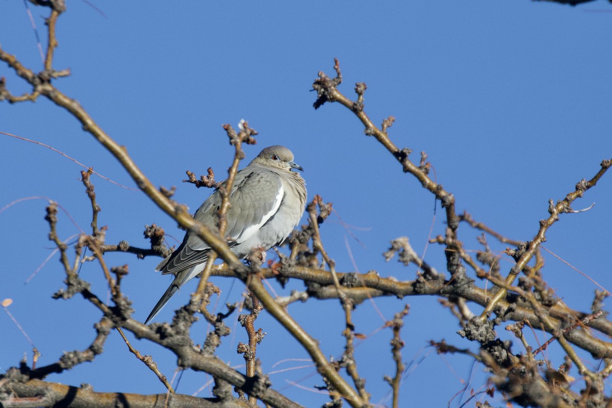 White-winged Dove - Daniel Conrad