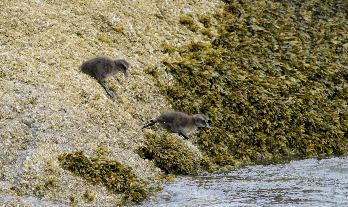 Common Eider (Dresser's) - ML30071501