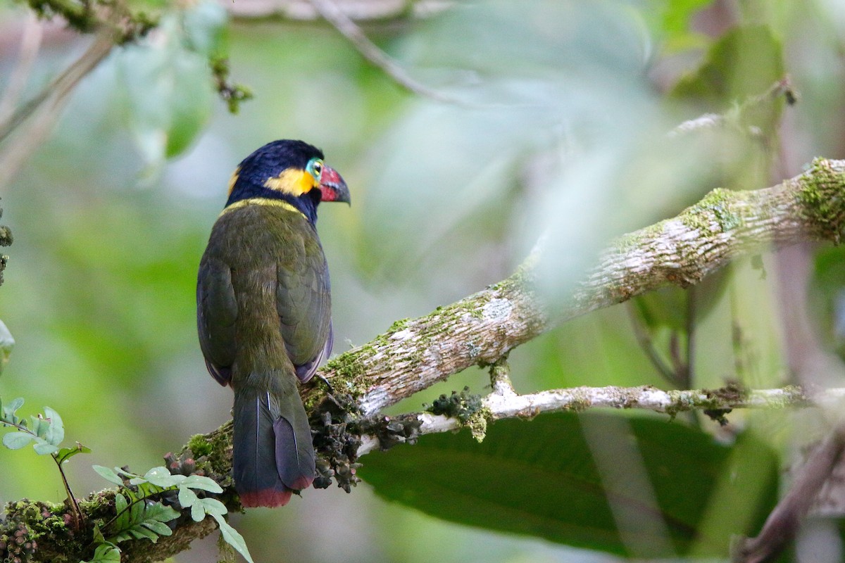 Golden-collared Toucanet - Gabriel Willow