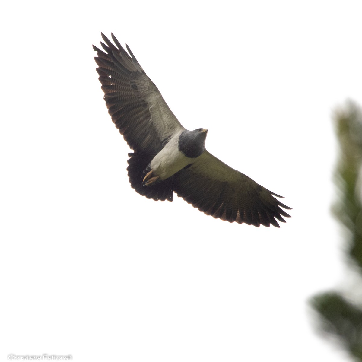 Black-chested Buzzard-Eagle - Christiana Fattorelli