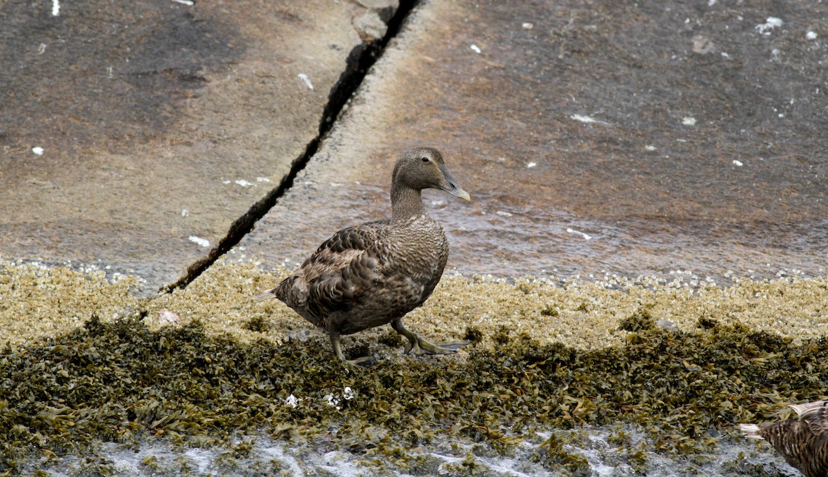 Common Eider (Dresser's) - Jay McGowan