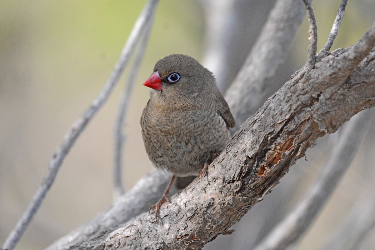 Red-eared Firetail - ML300717381