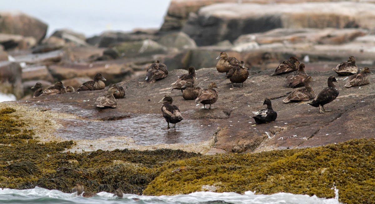 Common Eider (Dresser's) - ML30071761