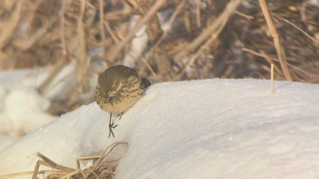 American Pipit - ML300718241