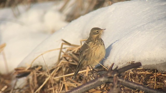 American Pipit - ML300718291