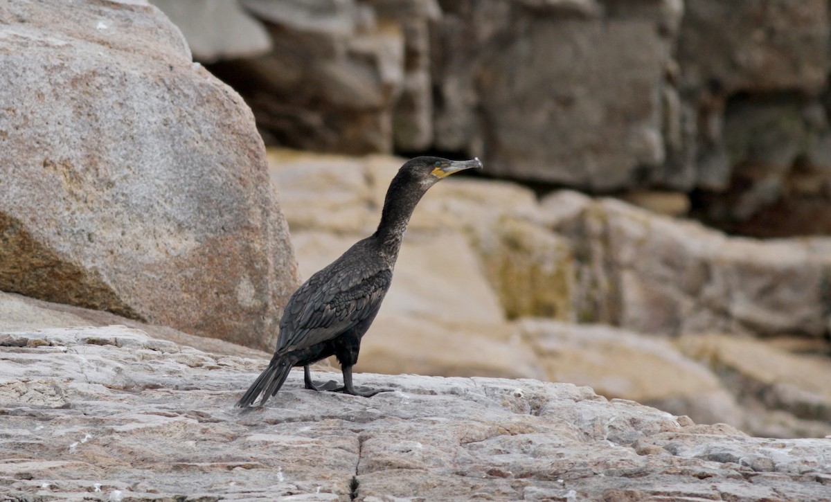 Cormorán Grande - ML30071971