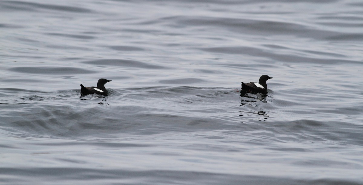 Black Guillemot - ML30071981