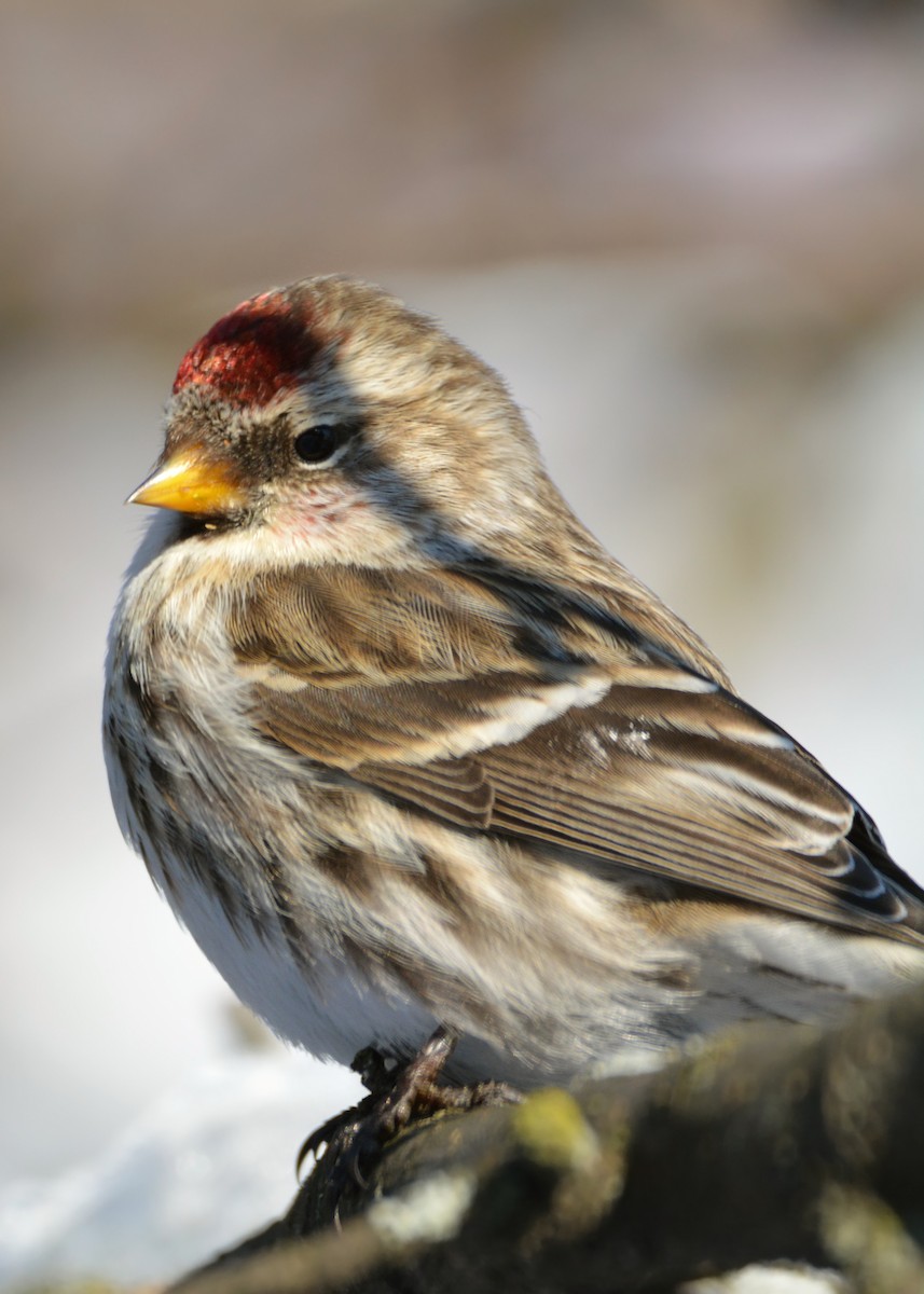 Common Redpoll - ML300720101