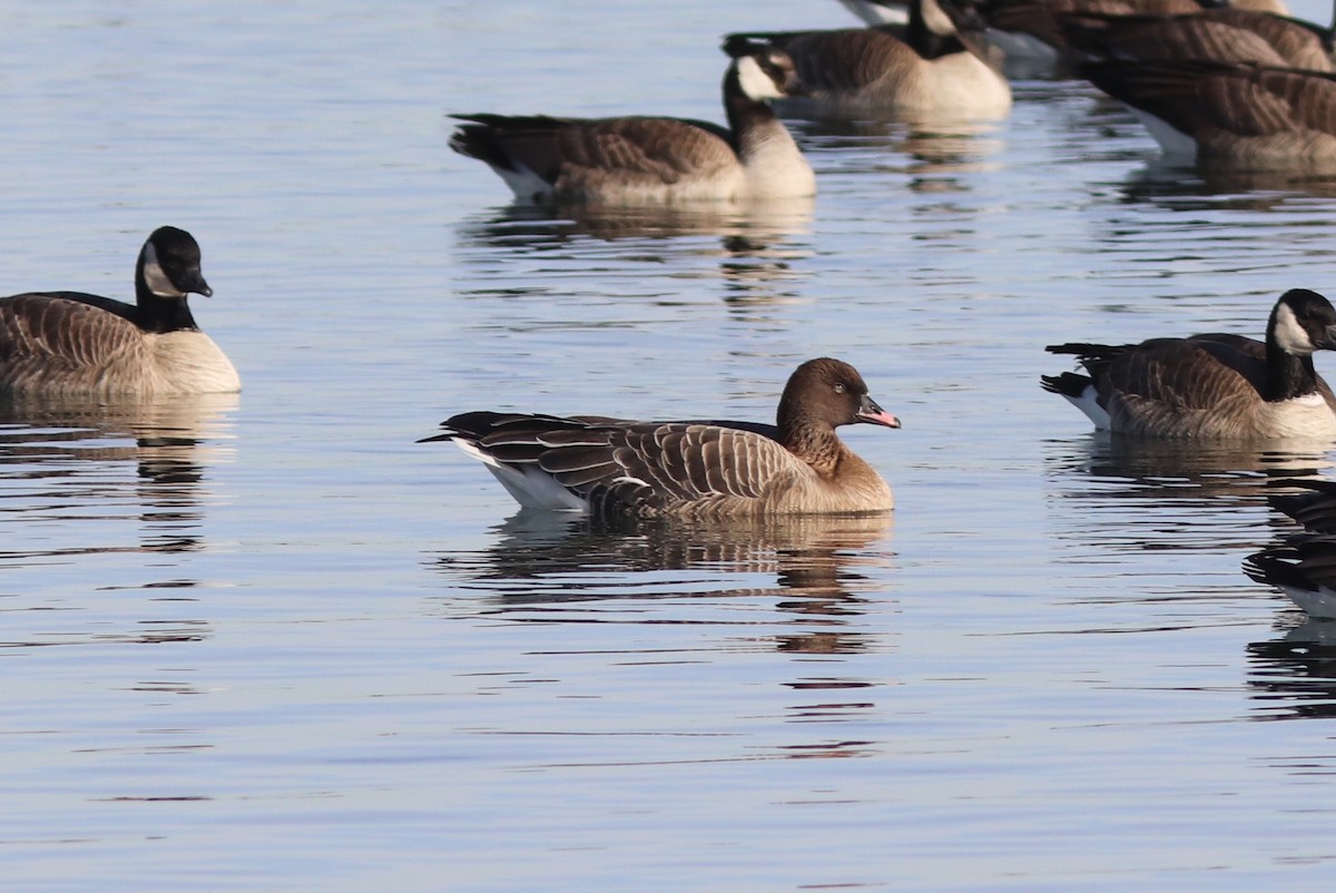 Pink-footed Goose - ML300720201