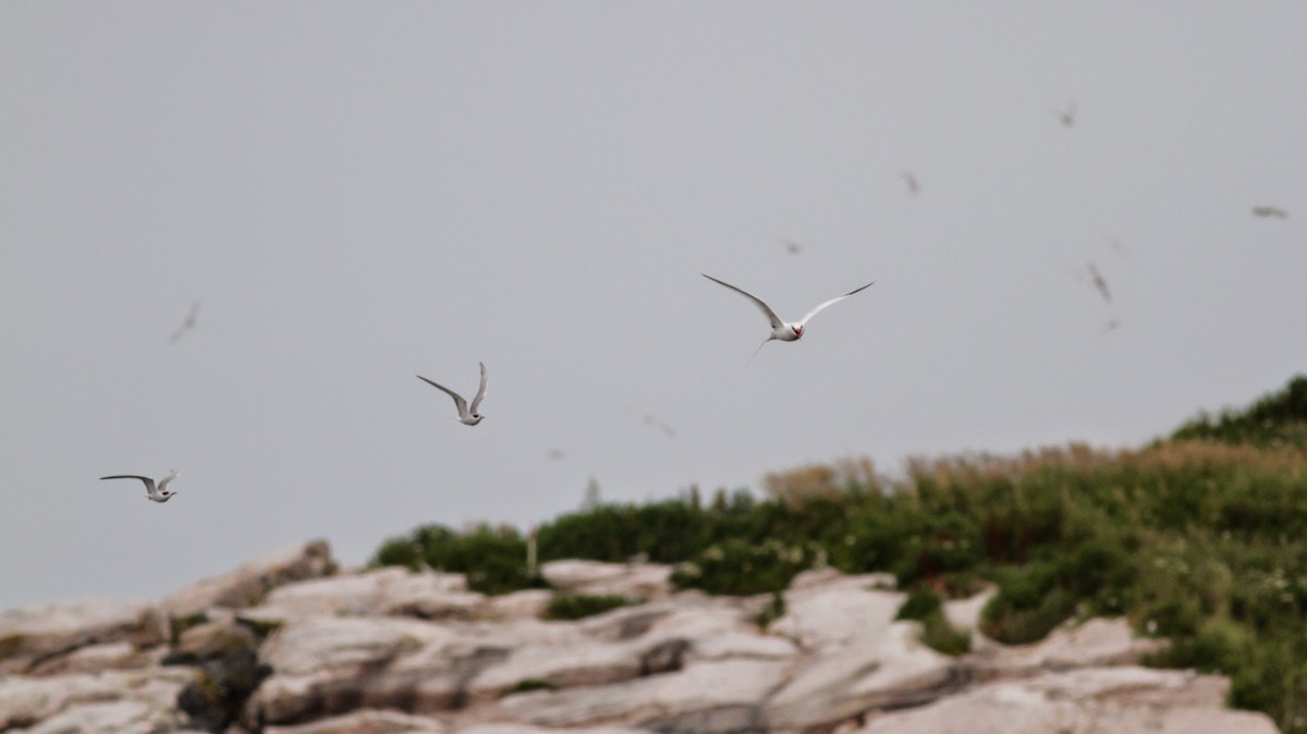 Common Tern - ML30072061