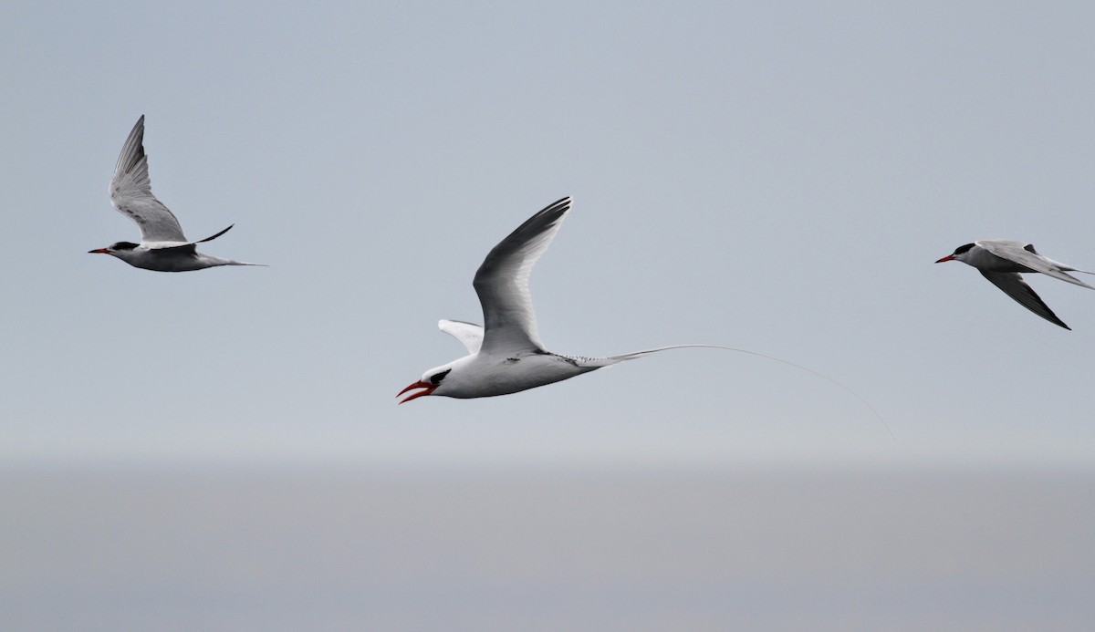 Common Tern - ML30072101