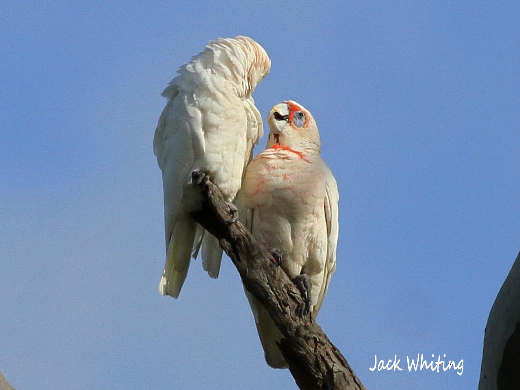 Long-billed Corella - ML300721211