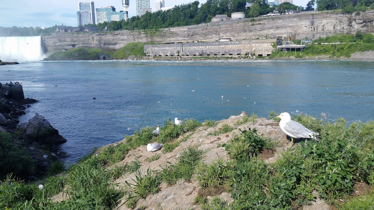 Ring-billed Gull - ML300721851