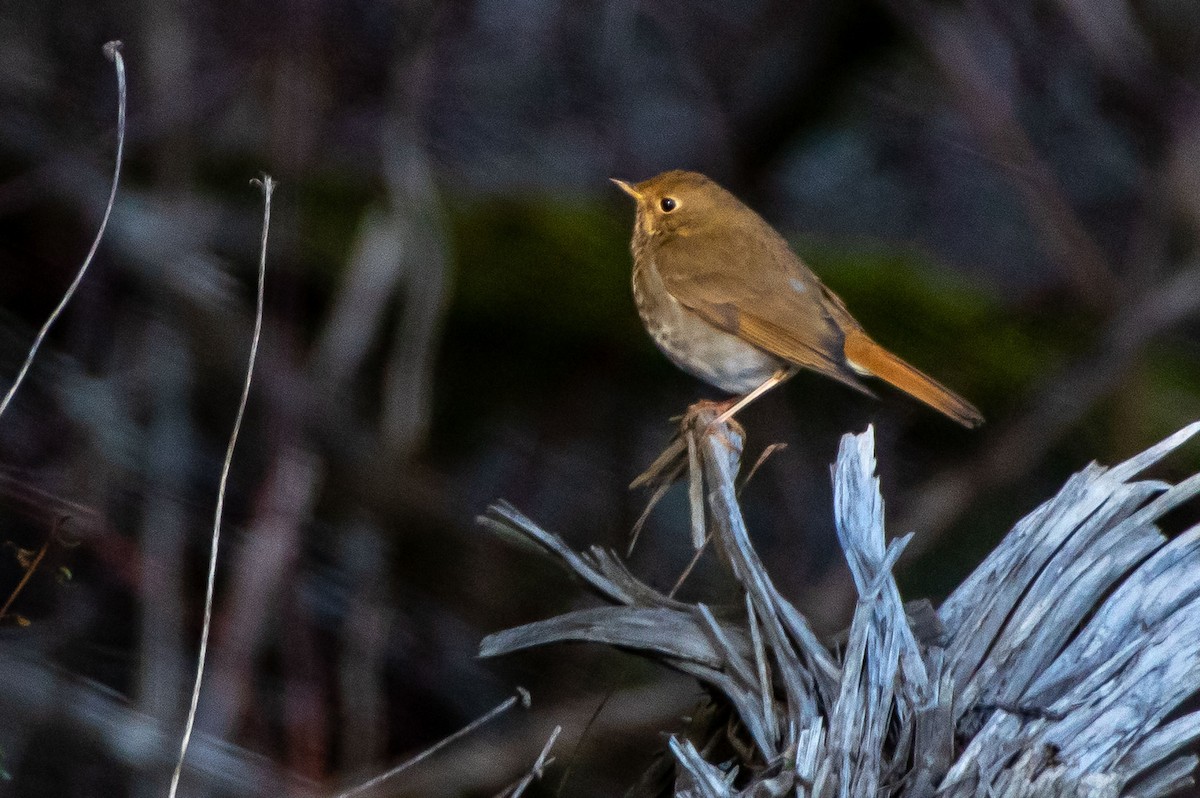 Hermit Thrush - Phil Kahler