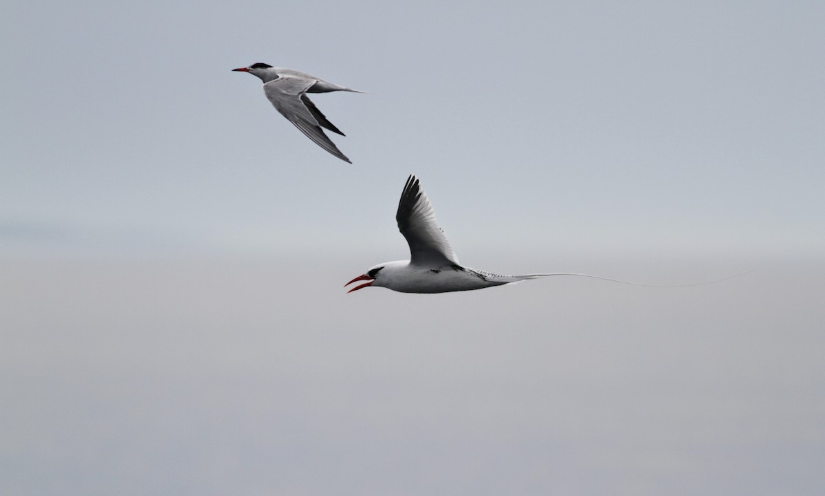 Common Tern - ML30072351