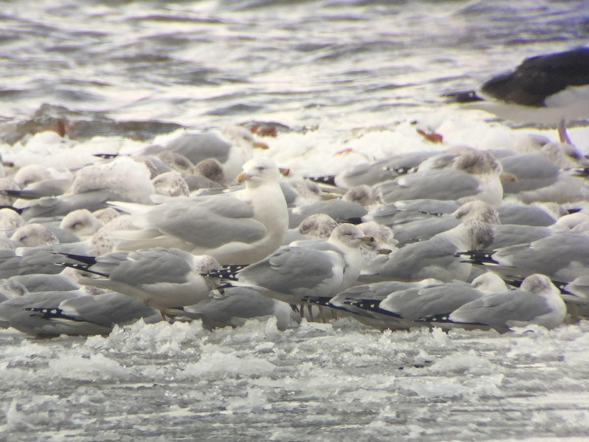 Glaucous Gull - ML300723531