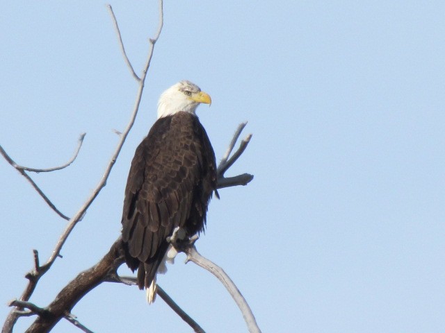 Weißkopf-Seeadler - ML300723721