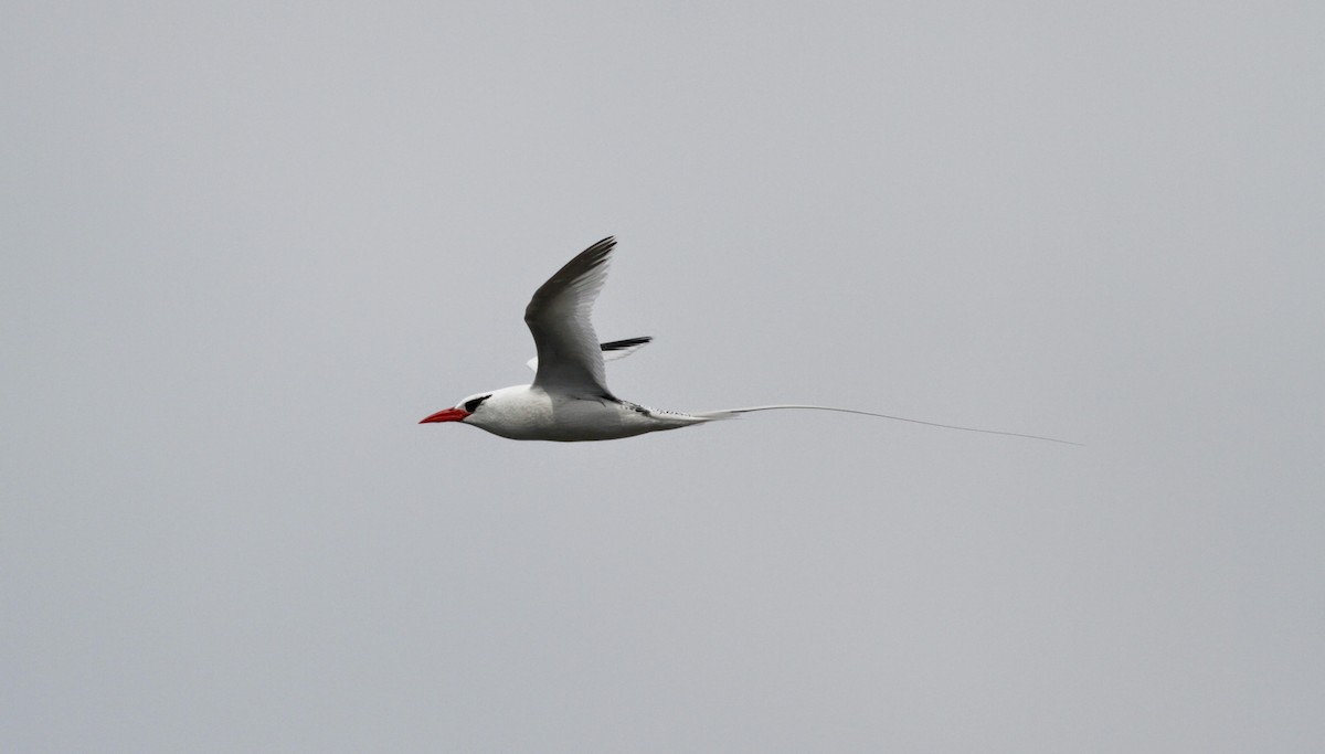 Rabijunco Etéreo - ML30072381