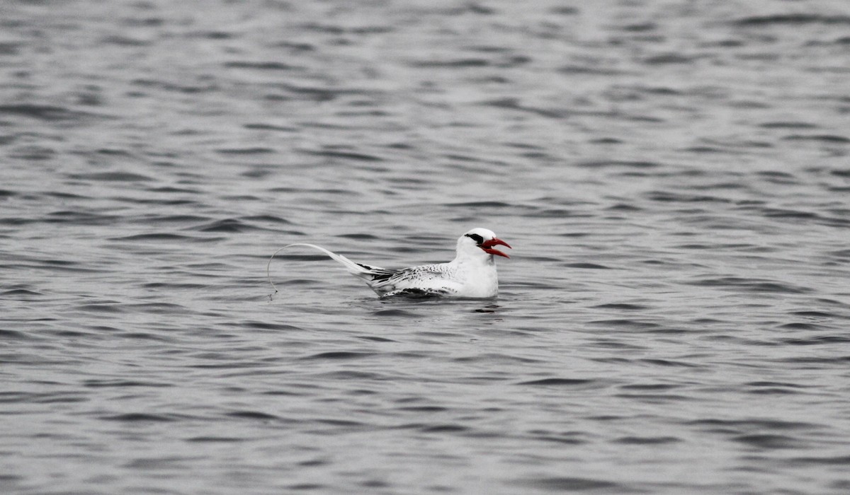 Red-billed Tropicbird - ML30072461