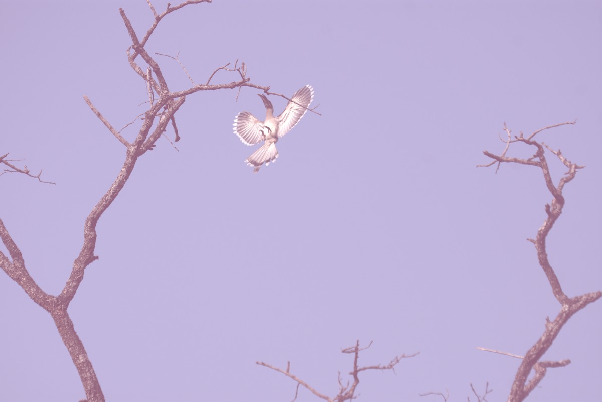 Indian Gray Hornbill - ML300724721