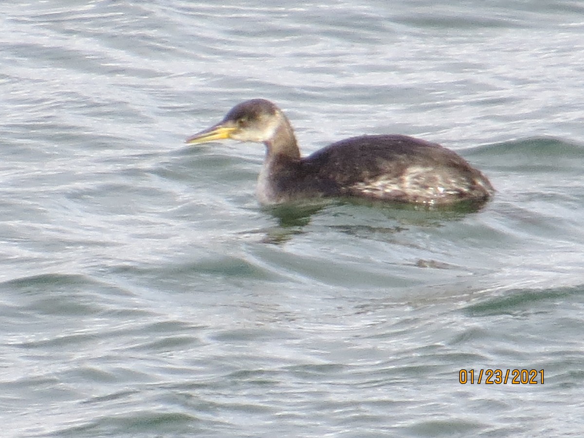 Red-necked Grebe - Dave Allen