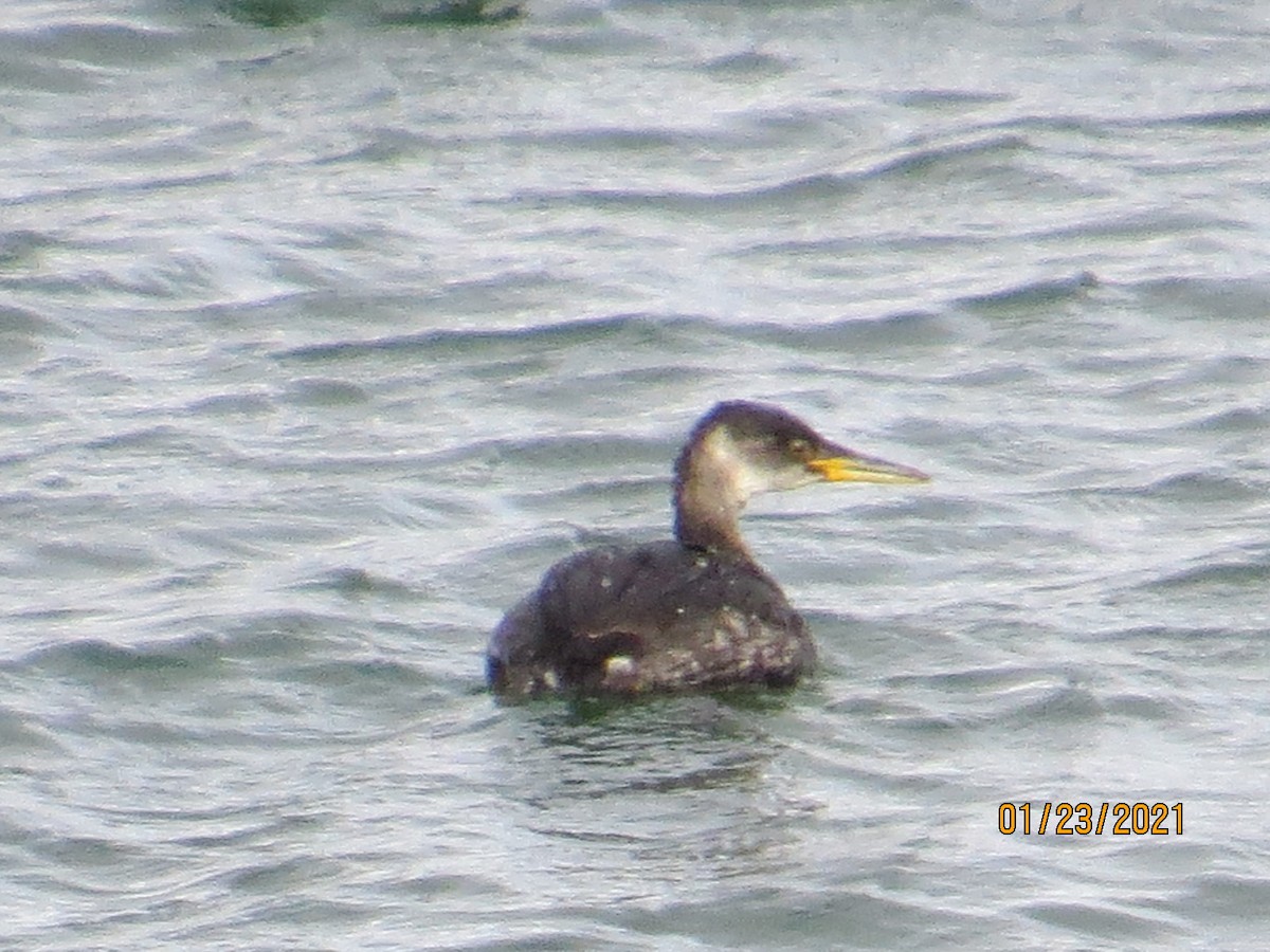 Red-necked Grebe - Dave Allen