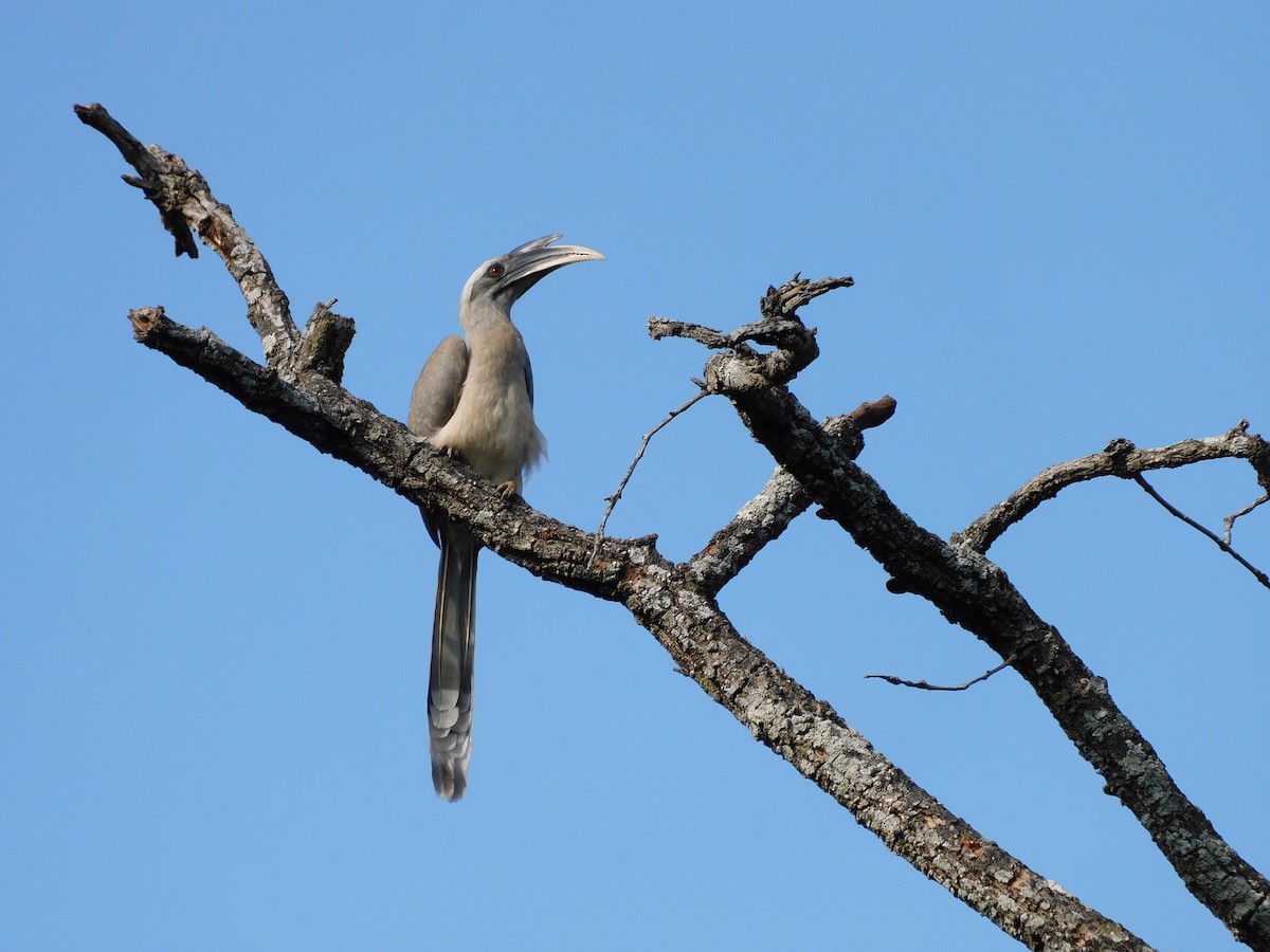 Indian Gray Hornbill - ML300724771