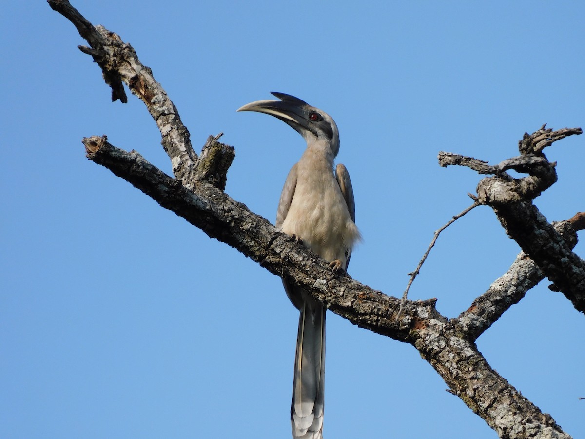 Indian Gray Hornbill - ML300724781