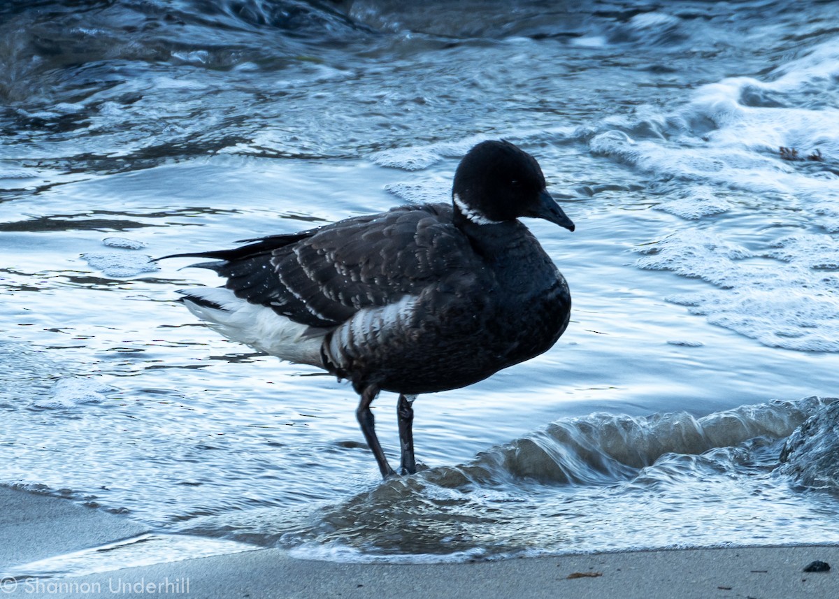 Хар толгойт галуу - ML300726451