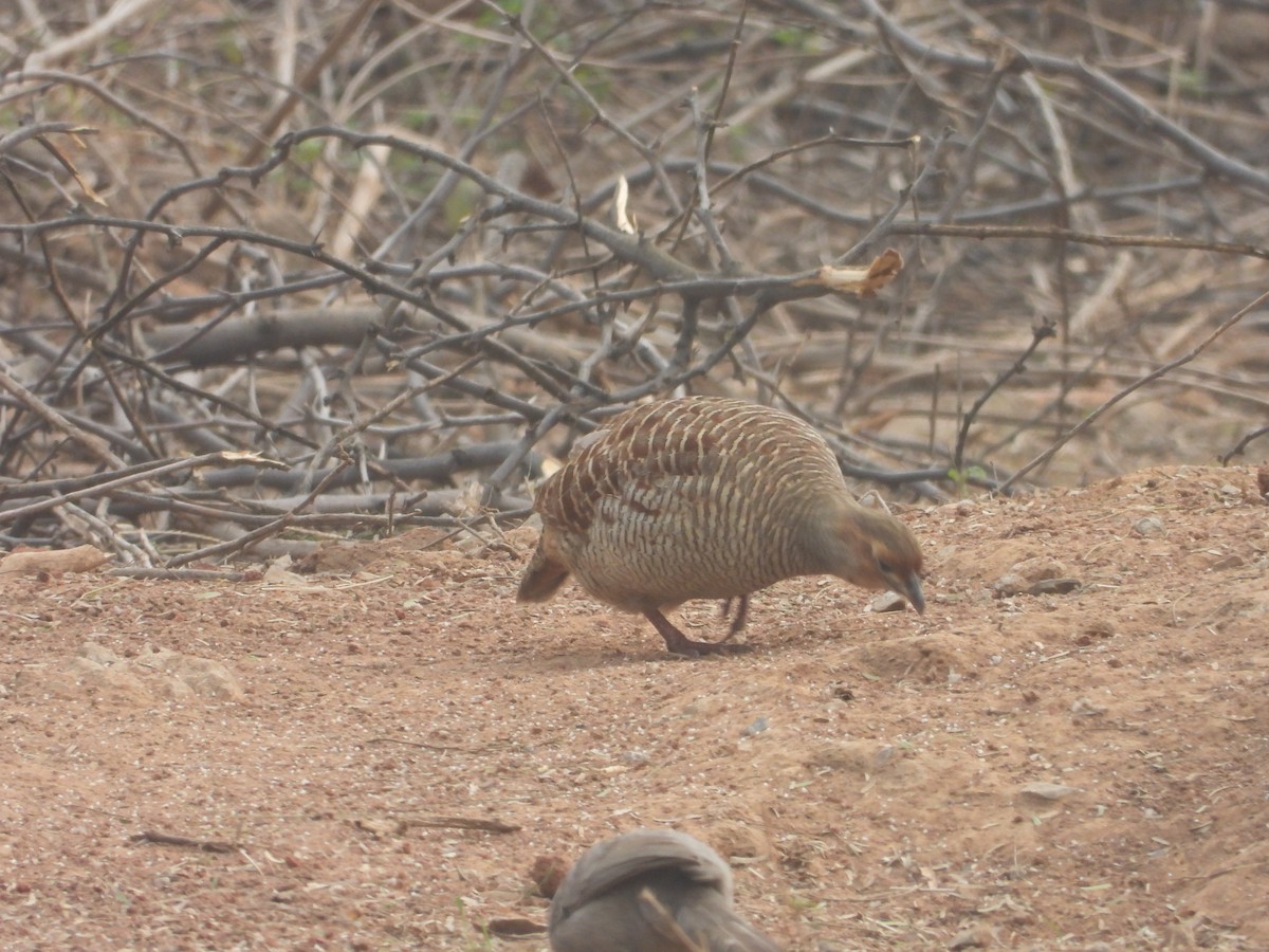 Gray Francolin - ML300726571