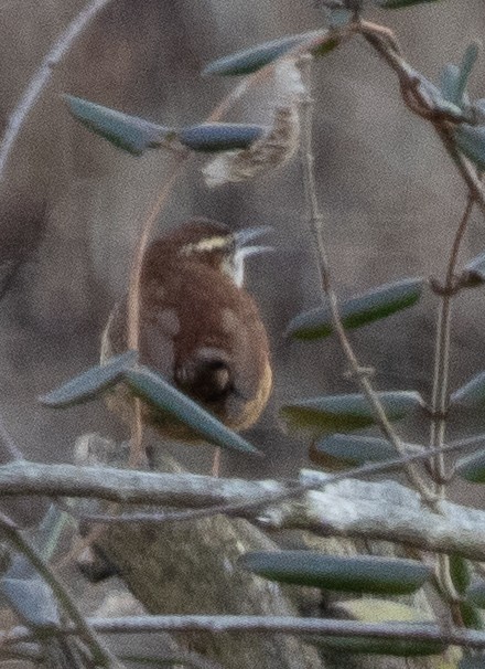 Carolina Wren - ML300726801