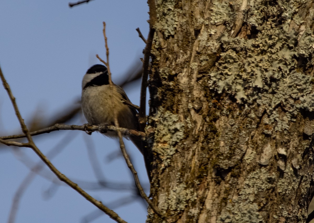 Mésange de Caroline - ML300726841