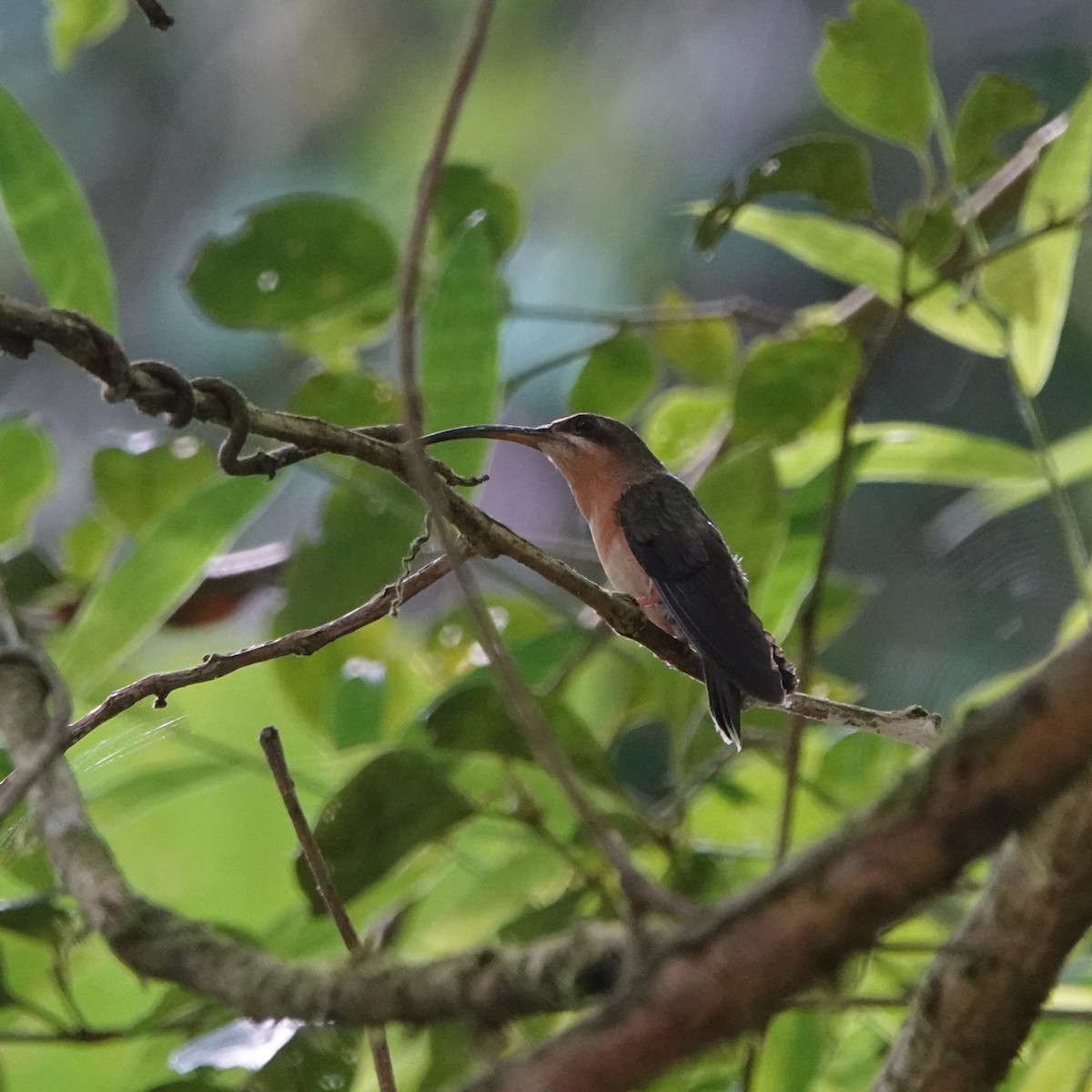 Rufous-breasted Hermit - ML300727931